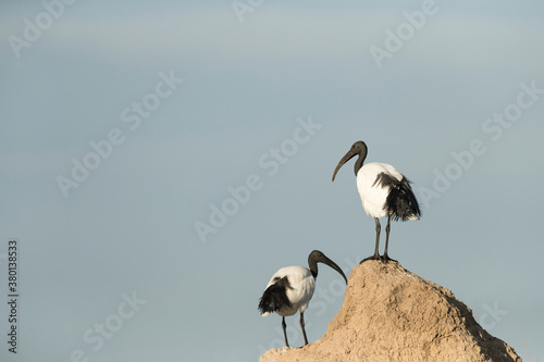 Two african sacred ibis on termite mound photo