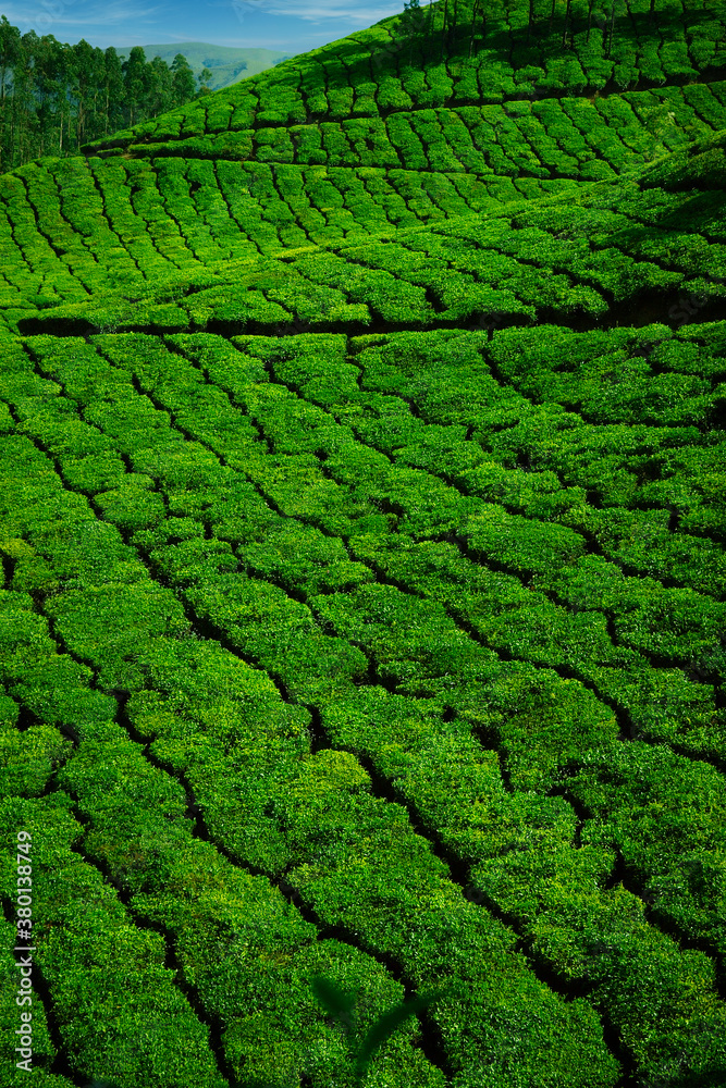 Tea plantation with green fresh leaves in Munar-India