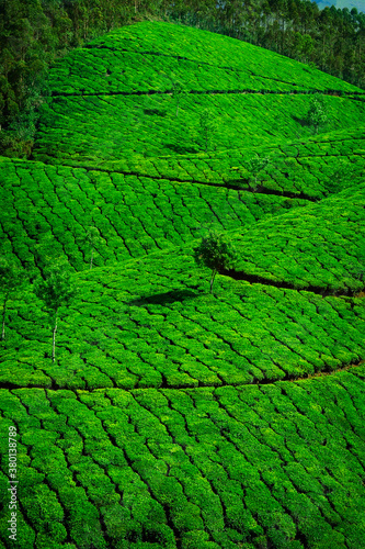 Tea plantation with green fresh leaves in Munar-India