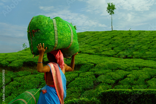 Photos Worker carrying  tea leaves in bag  in Munar tea plantation-India