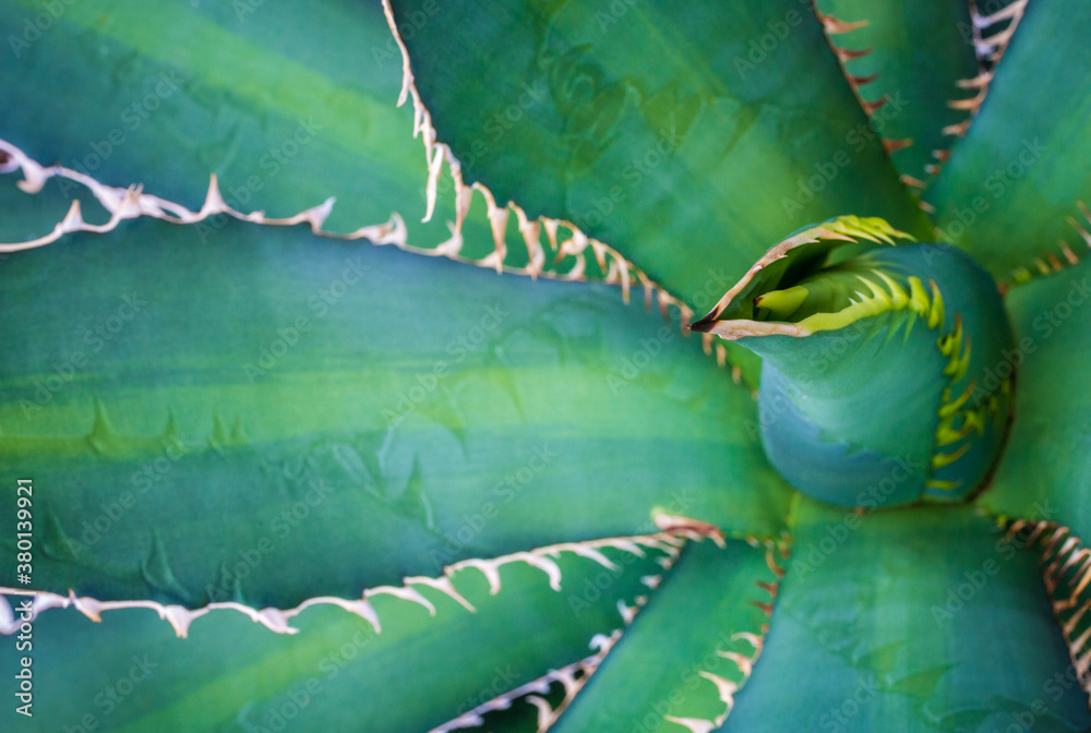 Agave Avellanidens Agave Avellanidens