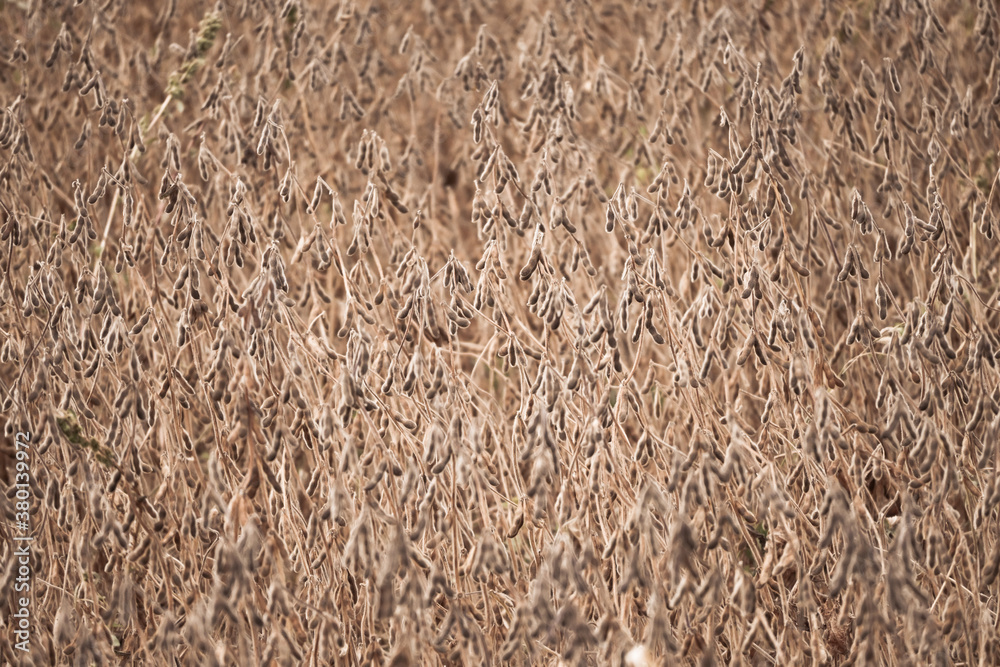 Close up of a soybean field readying for harvest Close up of a soybean field readying for harvest