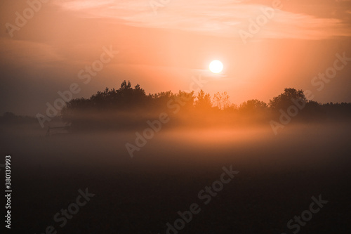 Sunrise over trees and a layer of fog drifting over a soybean field. 