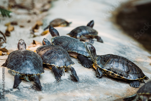 Pond slider