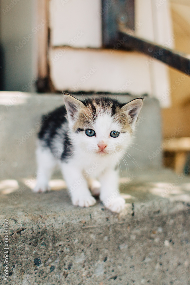 Baby kitten with blue eyes on concrete steps. Baby kitten with blue eyes on concrete steps.