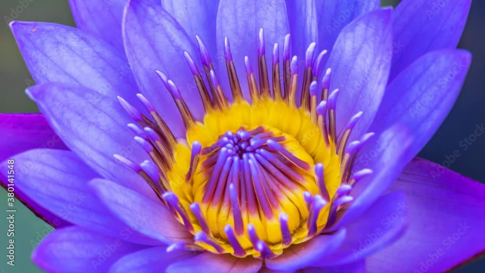 Close up de flor de lótus