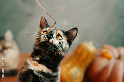 Brightly colored cat is playing with a dry twig. A large cat and two ripe pumpkins in the background.