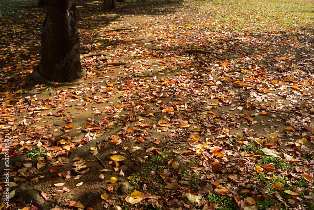 Autumn image Autumn image