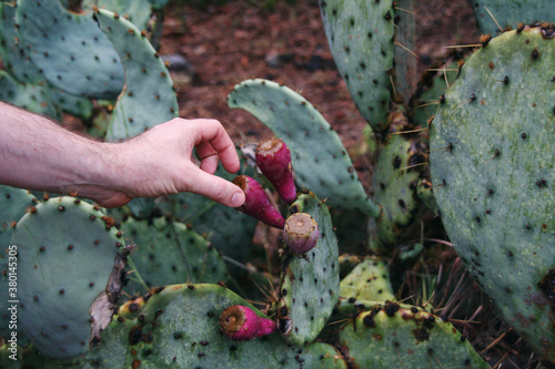 A man's hand seen picking a cactus fig off a pickly pear cactus in rural Texas. photo