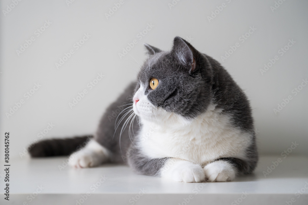 British Shorthair lying on the table