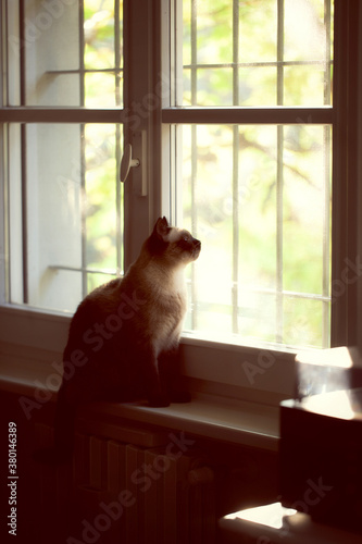 Cat looking out of the window in sunset light in living room photo