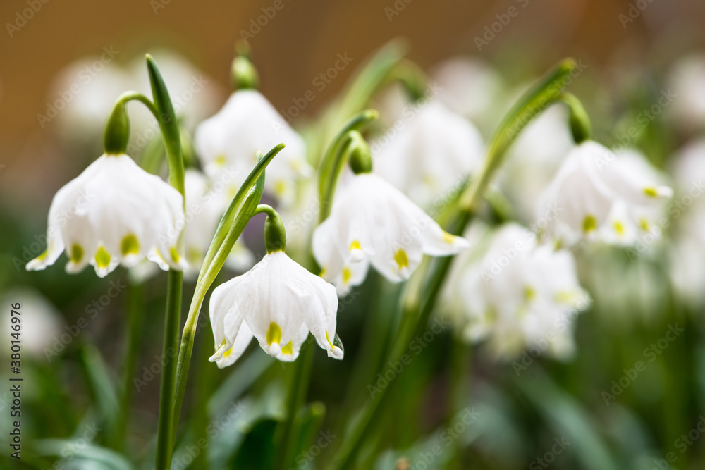 Nature in Spring: Blossoming galanthus flowers Nature in Spring: Blossoming galanthus flowers