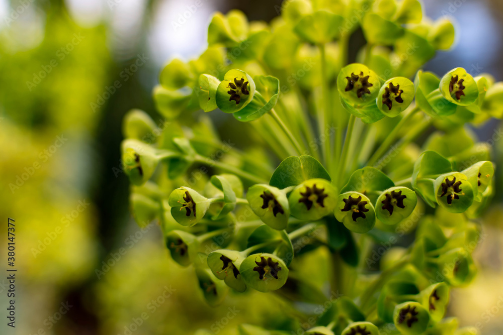 Macro shot of a beautiful Cypress Spurge (Euphorbia cyparissias) with blurry bokeh background Macro shot of a beautiful Cypress Spurge (Euphorbia cyparissias) with blurry bokeh background