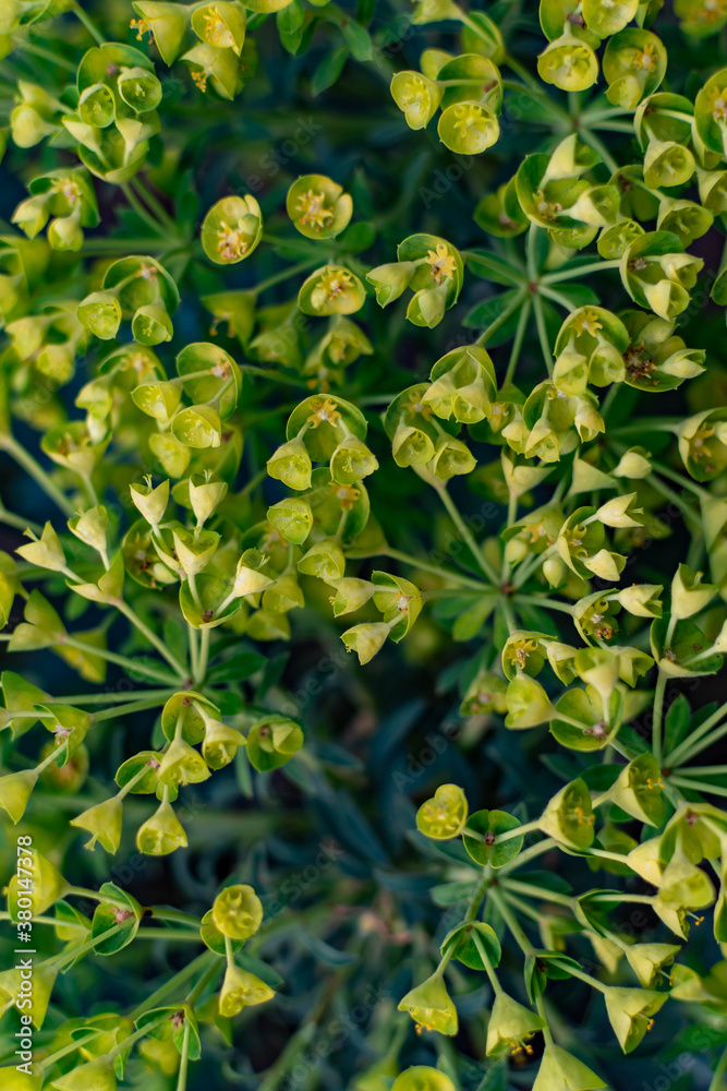 Macro shot of a beautiful Cypress Spurge (Euphorbia cyparissias) with blurry bokeh background Macro shot of a beautiful Cypress Spurge (Euphorbia cyparissias) with blurry bokeh background