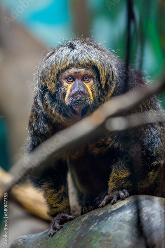 primate looking like a long lost member of The Beatles