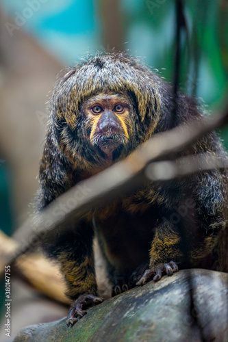 primate looking like a long lost member of The Beatles photo