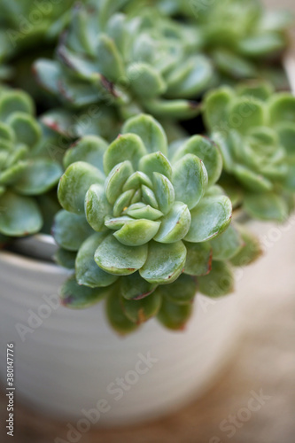 Extreme close-up of sedum rosette photo