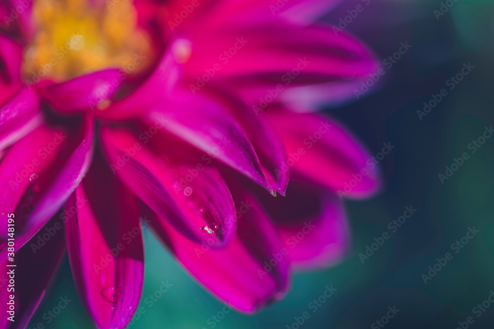 Beautiful pink flower with water drops. Beautiful pink flower with water drops.
