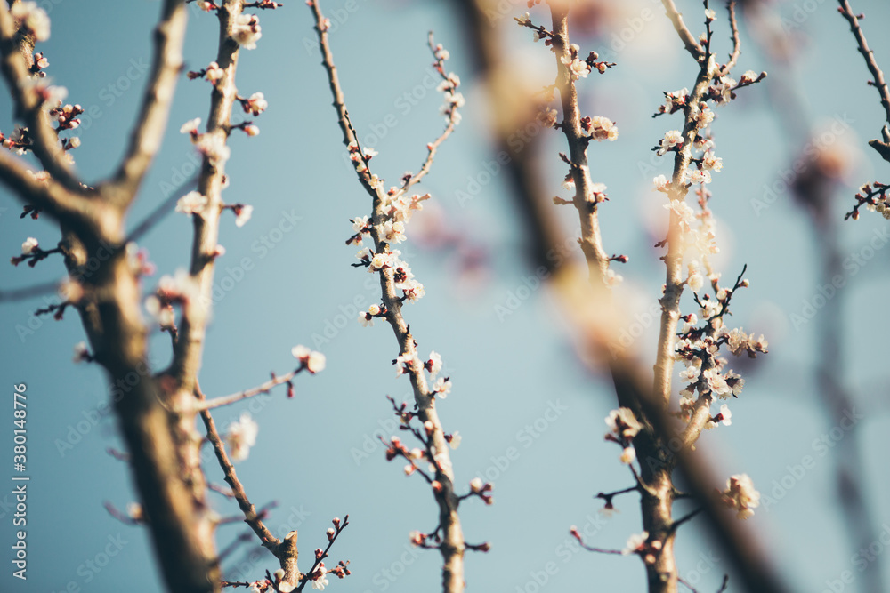 Cherry Blossoms Cherry Blossoms