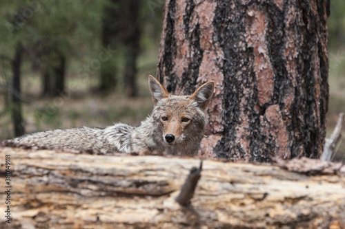 Grand Canyon Coyote photo