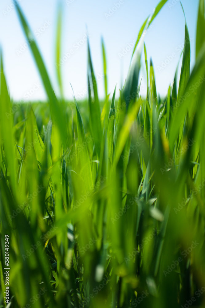 Green Grass Green Grass
