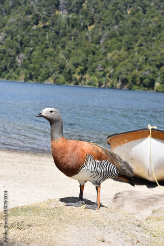 Ave patagónico photo