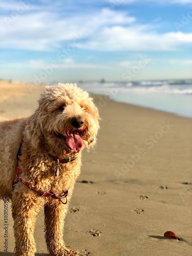 Golden doodle dog with tongue hanging out on the sand at the beach © Rosie