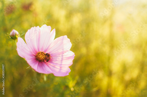 pink cosmo flower with a bee