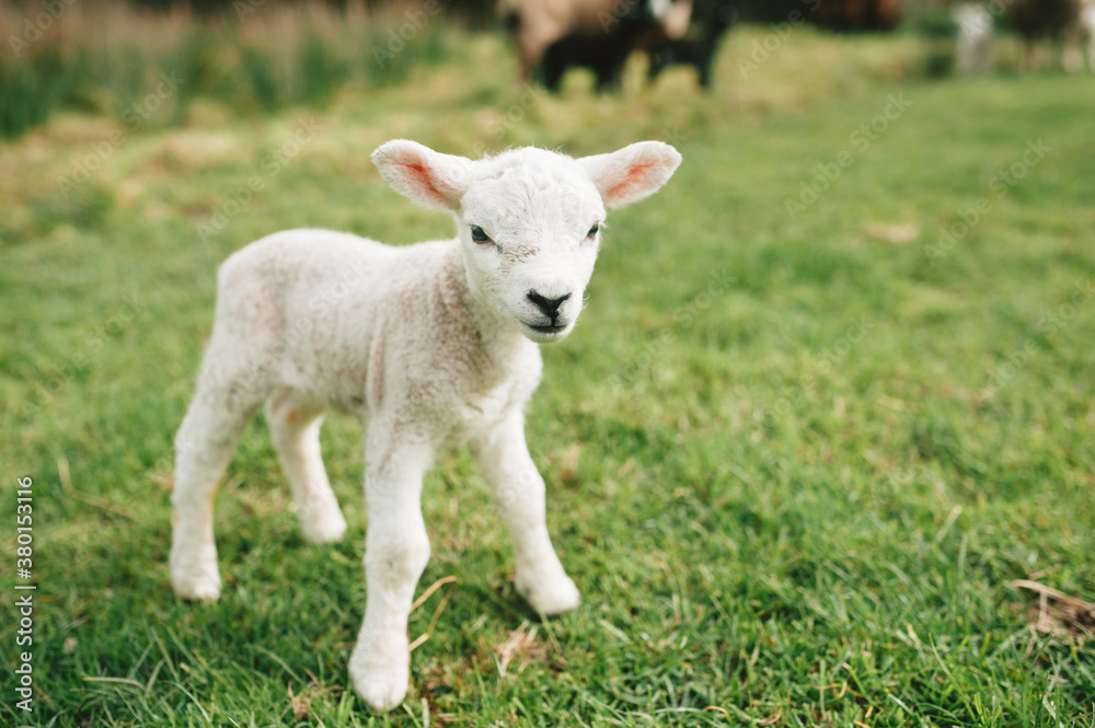 Cute baby lamb standing in a field Cute baby lamb standing in a field