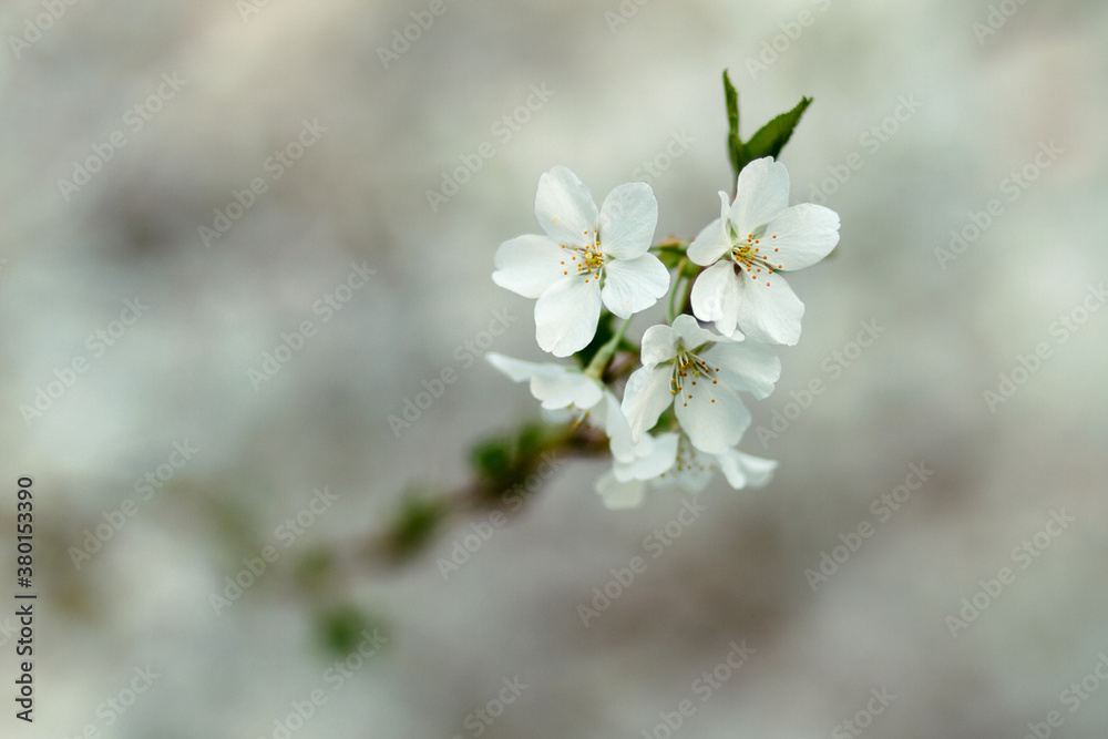 Close up of cherry blossom blooms in spring Close up of cherry blossom blooms in spring