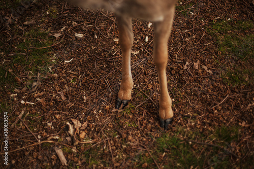 Deer feet