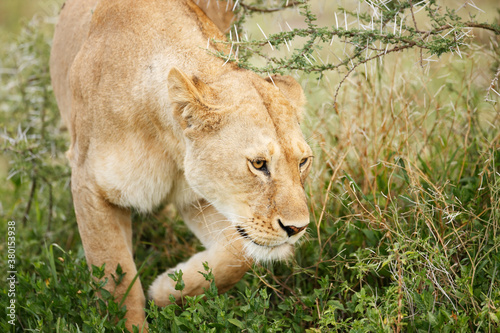 Lioness Movng Through Thornbush photo