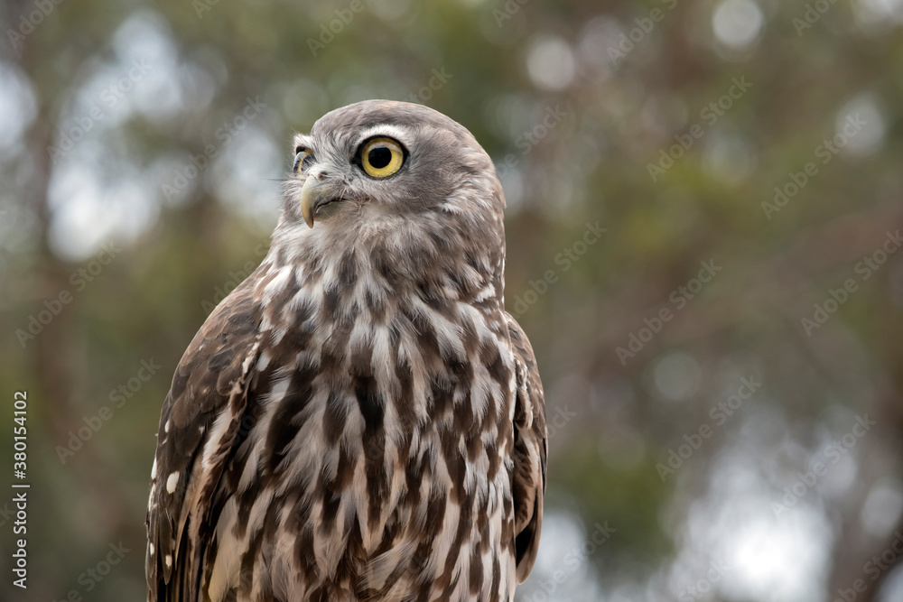 this is a close up of a barking owl it has big yellow eyes this is a close up of a barking owl it has big yellow eyes
