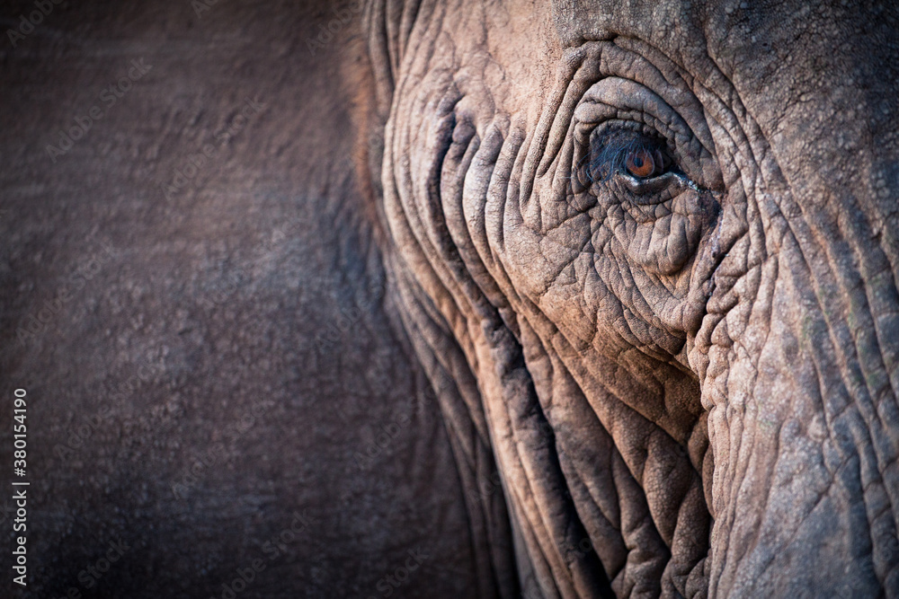 Elephant Elephant