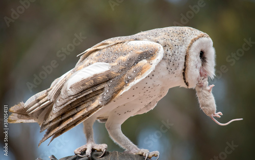 Slika na platnu the barn owl is eating a rat