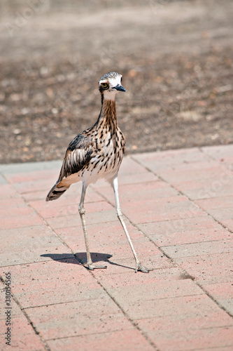 the bush stone curlew is walking on a path