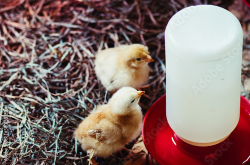 baby chicks drinking from a waterer photo