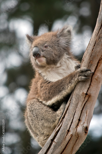 the joey koala is climbing a tree