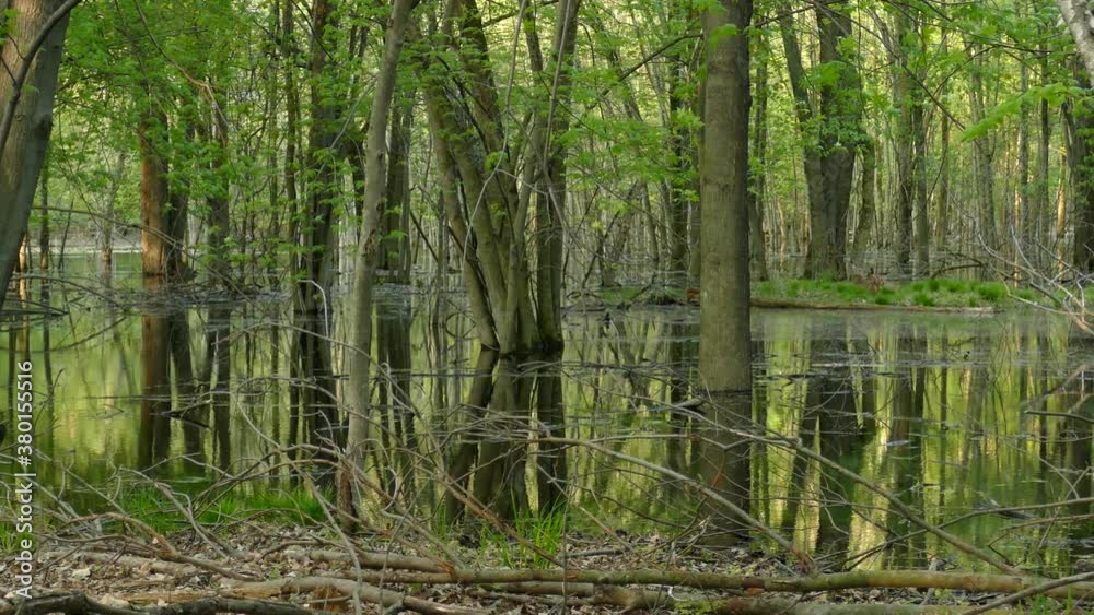 Pan shot of tranquile peaceful lush humid wet lands home to wild deers Pan shot of tranquile peaceful lush humid wet lands home to wild deers