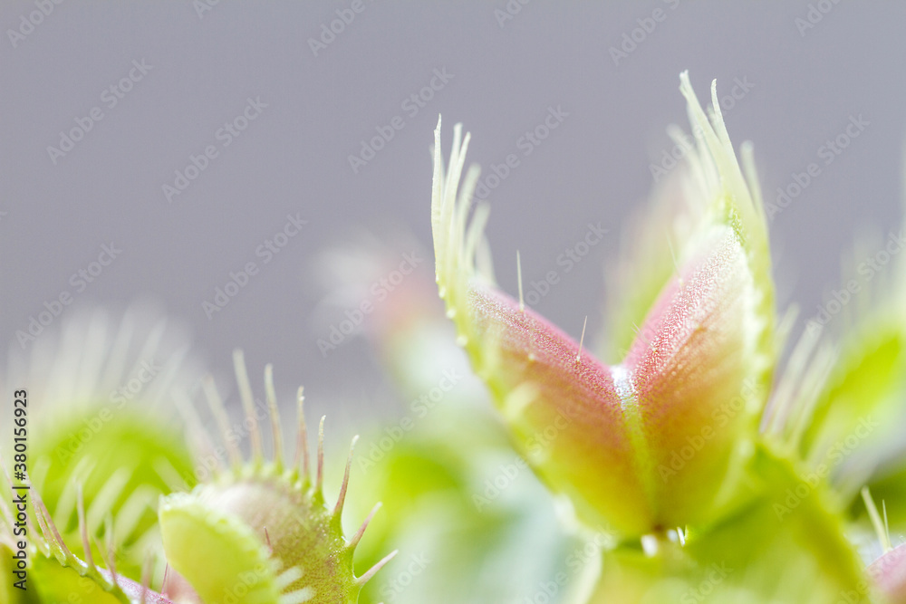Venus Flytrap close up Venus Flytrap close up