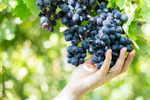 Black grapes on a vine close up