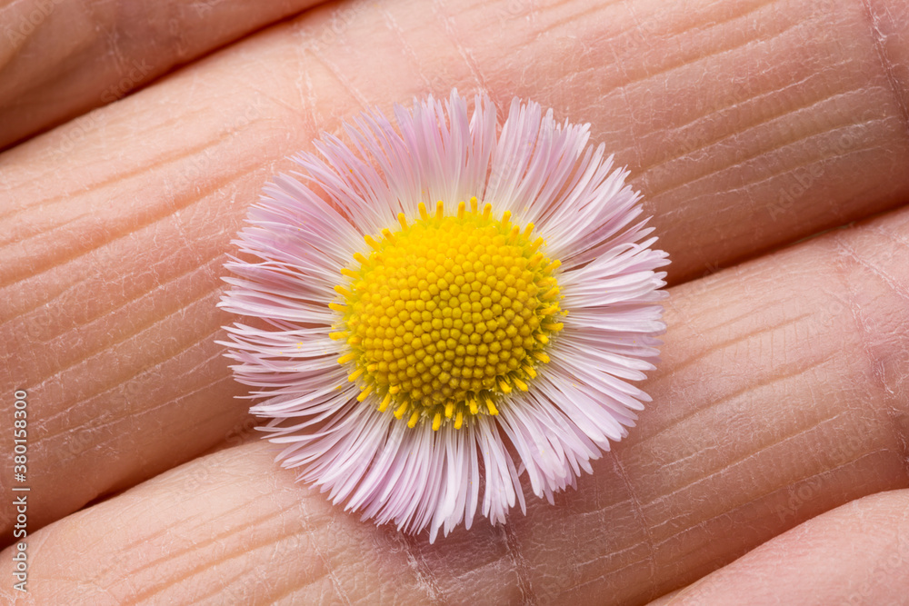 Daisy Fleabane flower held between fingers. Daisy Fleabane flower held between fingers.