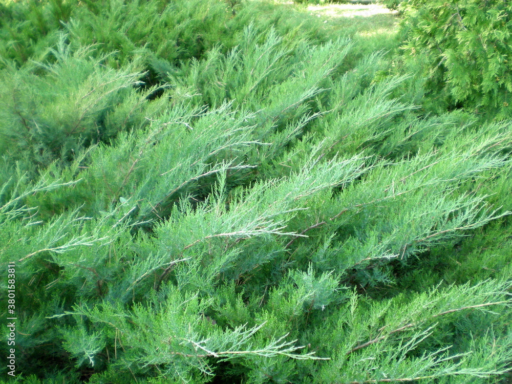 close-up green creeping juniper background close-up green creeping juniper background