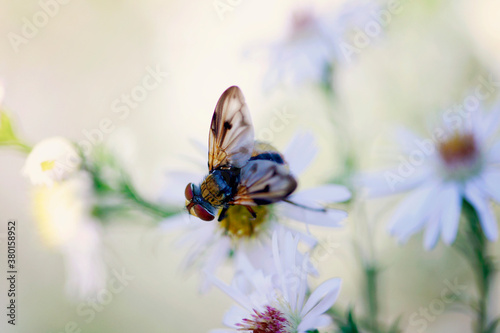 Macro catch of fly perching on white Aster flower in garden photo