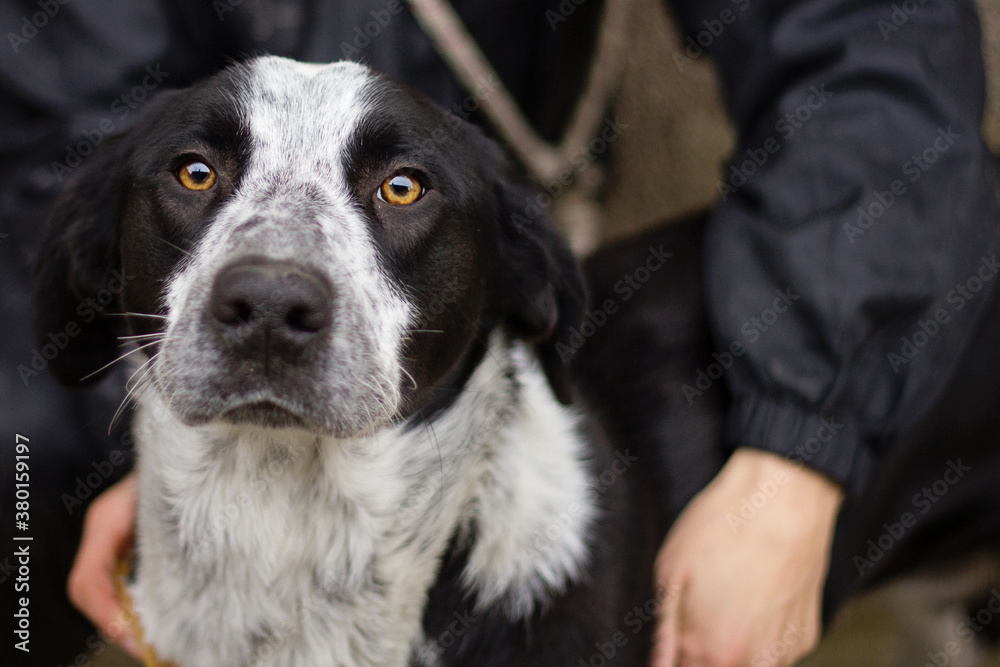 Handsome dog in his owner's arms looks straight at the camera Handsome dog in his owner's arms looks straight at the camera