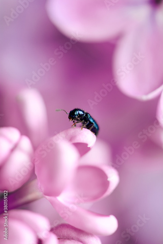 Cute bug on lilac photo