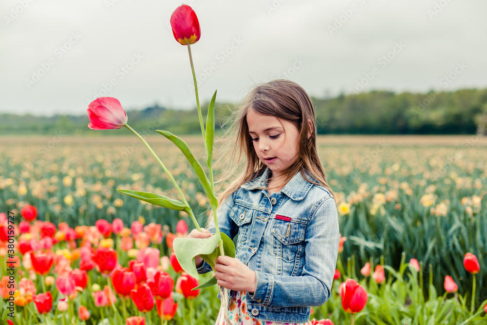 Little girl in a field of colorful flowers picking tulips Little girl in a field of colorful flowers picking tulips