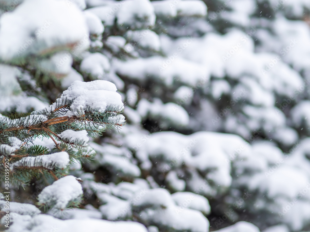 Snow on green spruce branches during snowfall