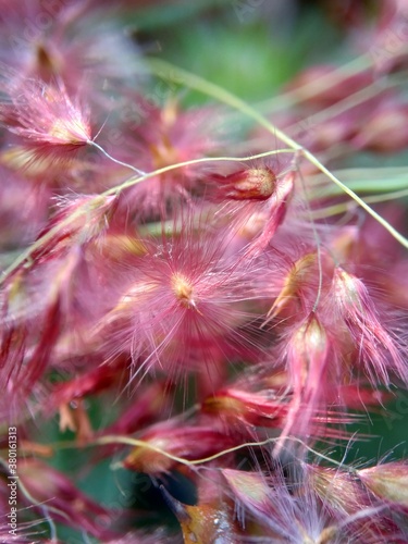 Imperata Cylindrica flower (also called cogon grass or kunai grass) with a natural grass. Indonesian call it as ilalang or alang-alang. photo
