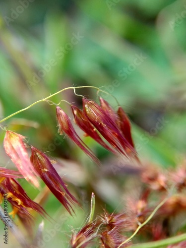 Imperata Cylindrica flower (also called cogon grass or kunai grass) with a natural grass. Indonesian call it as ilalang or alang-alang. photo